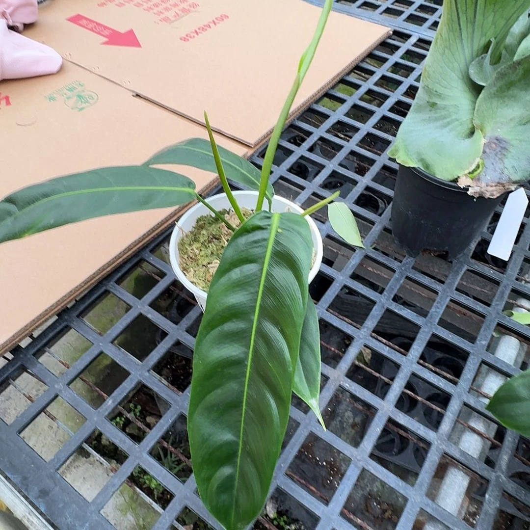 无花朵n****a一物一拍E174