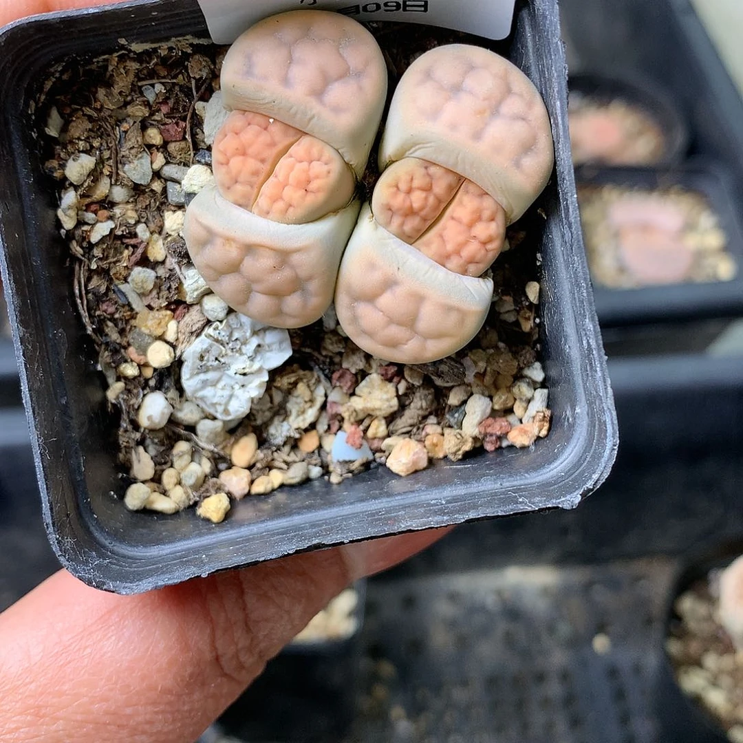 G27多肉植物保护研究所