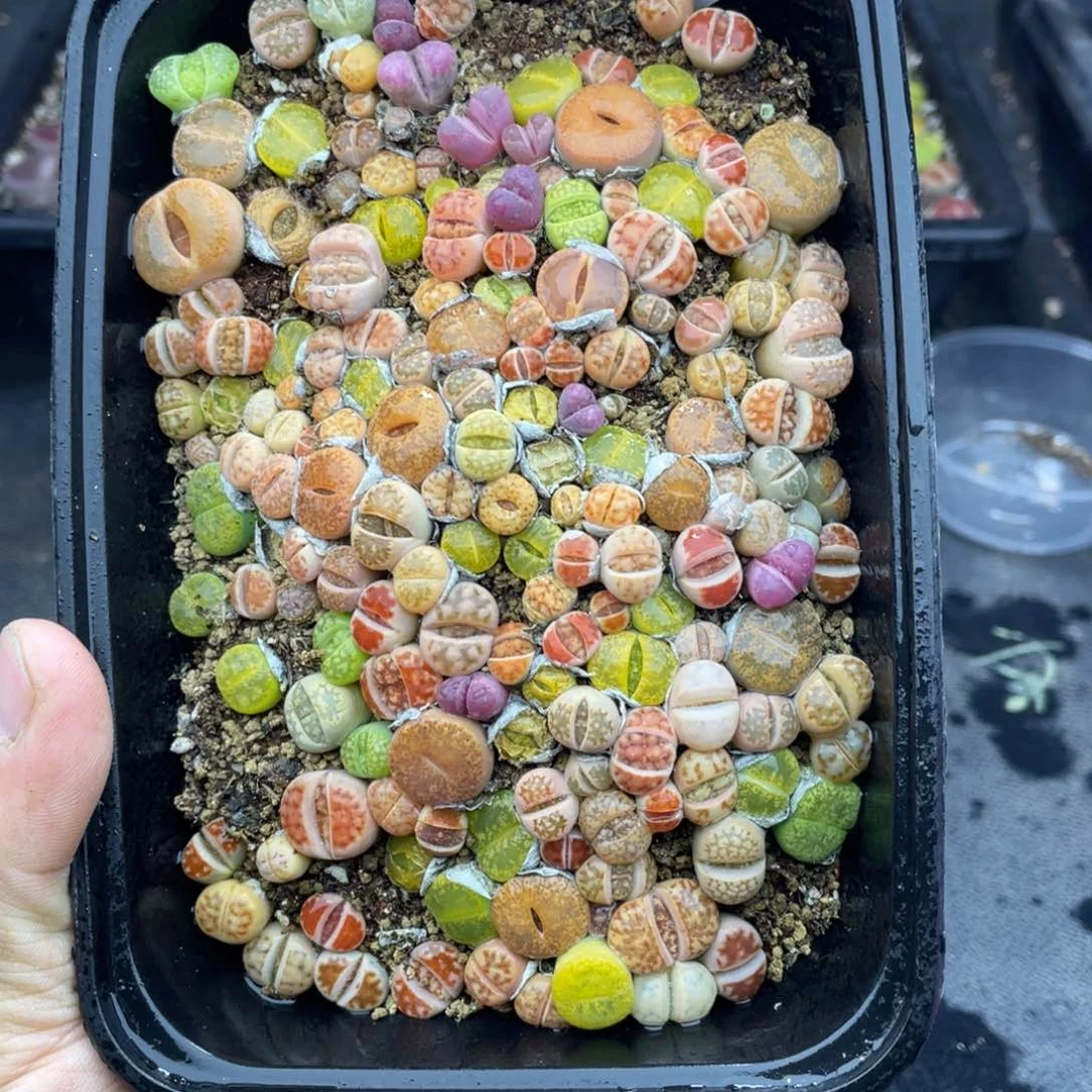 红陶00000000000615