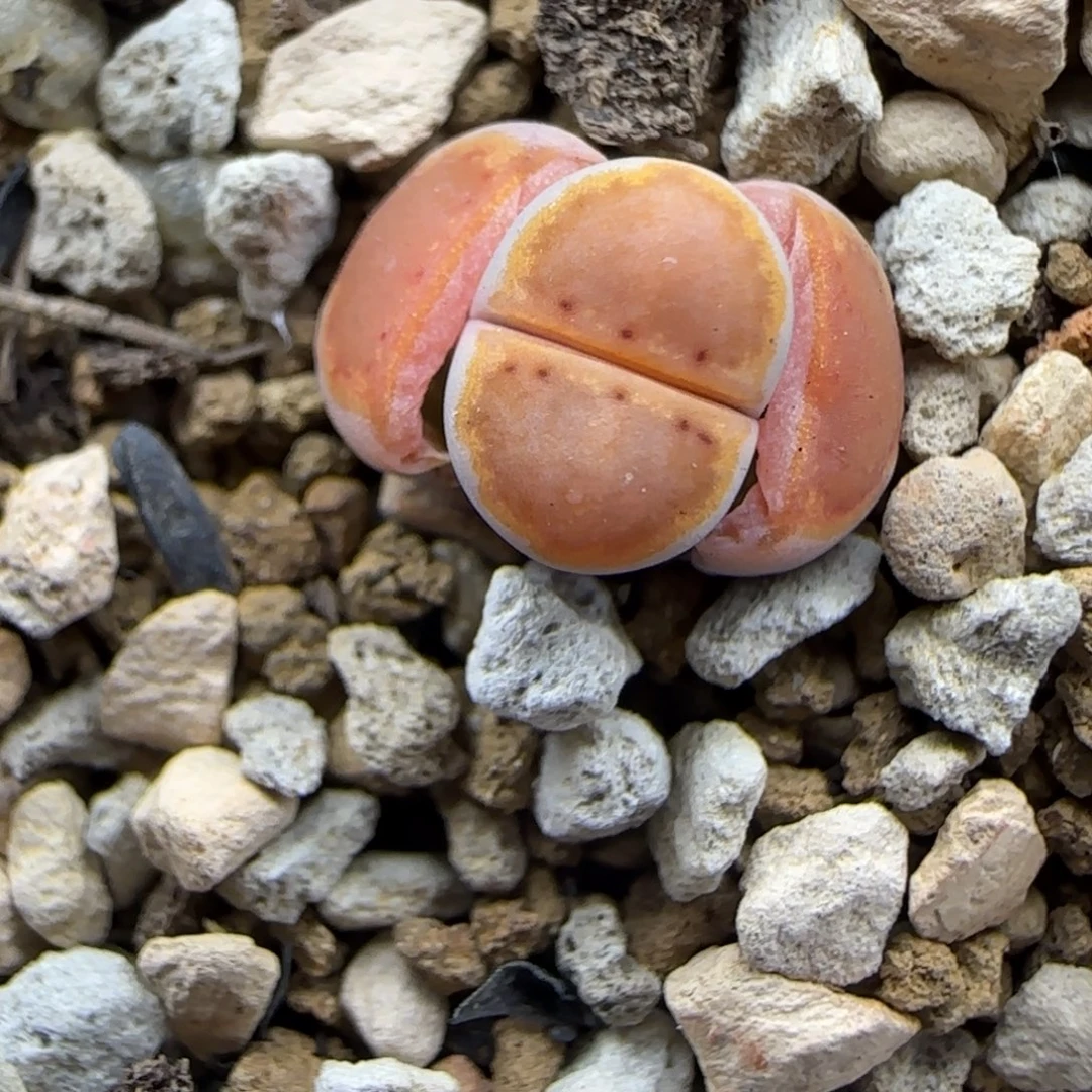 三蜕小个子饼干鎏光织梦福利