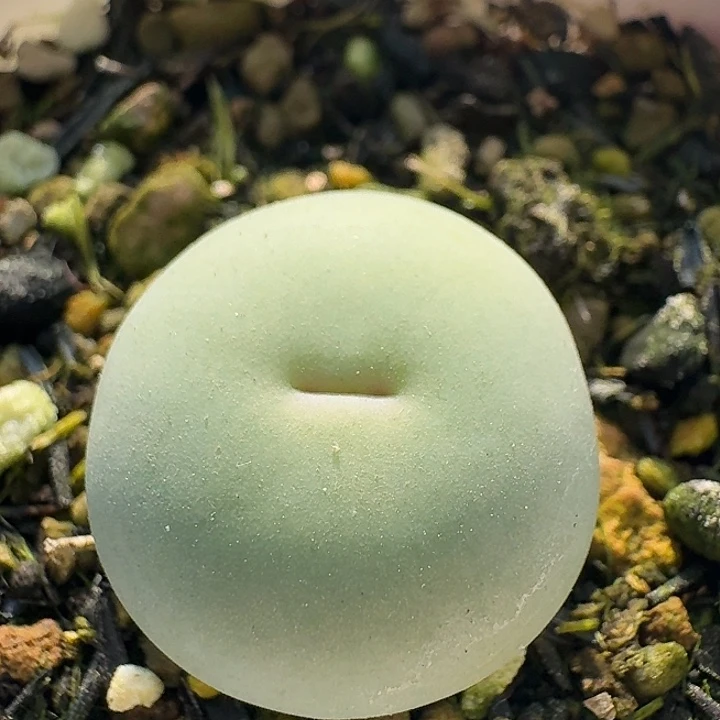 140 v嘴。    肉锥。