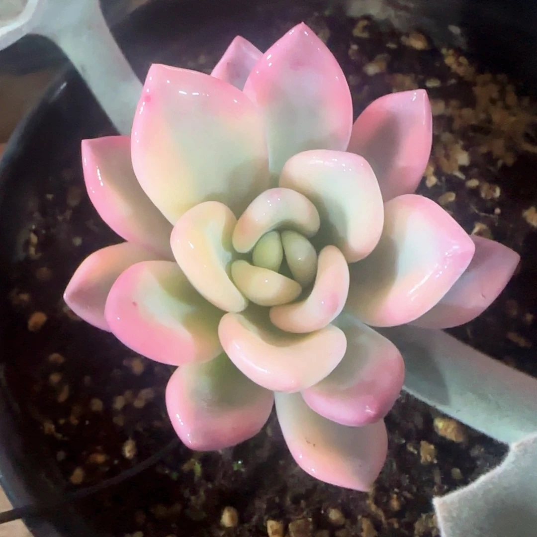 彩奥锦 多肉植物锦