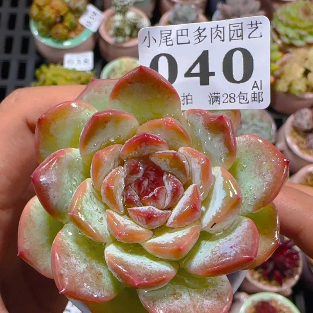 AL小尾巴5CM迷你拇指盆栽精控多肉040