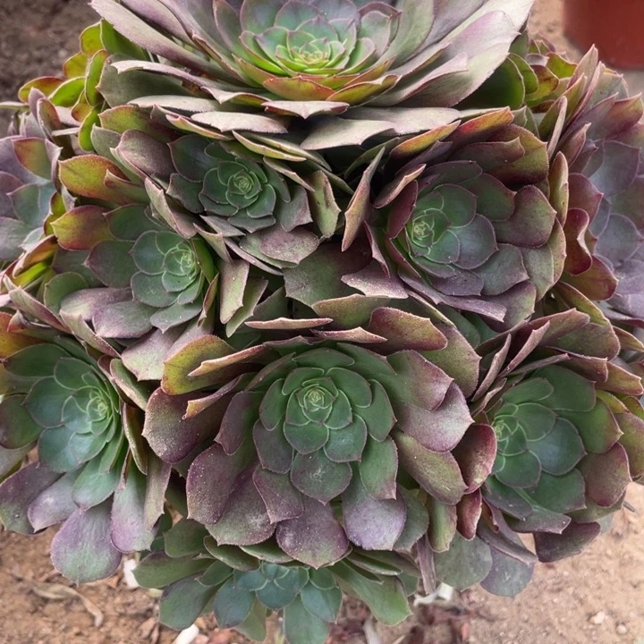 无花朵116多肉植物万圣节