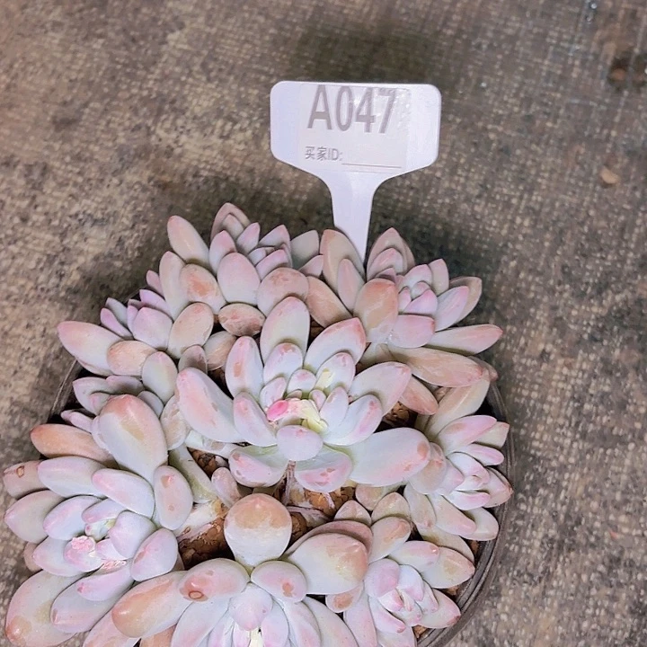 小**✨香水一物一拍A047