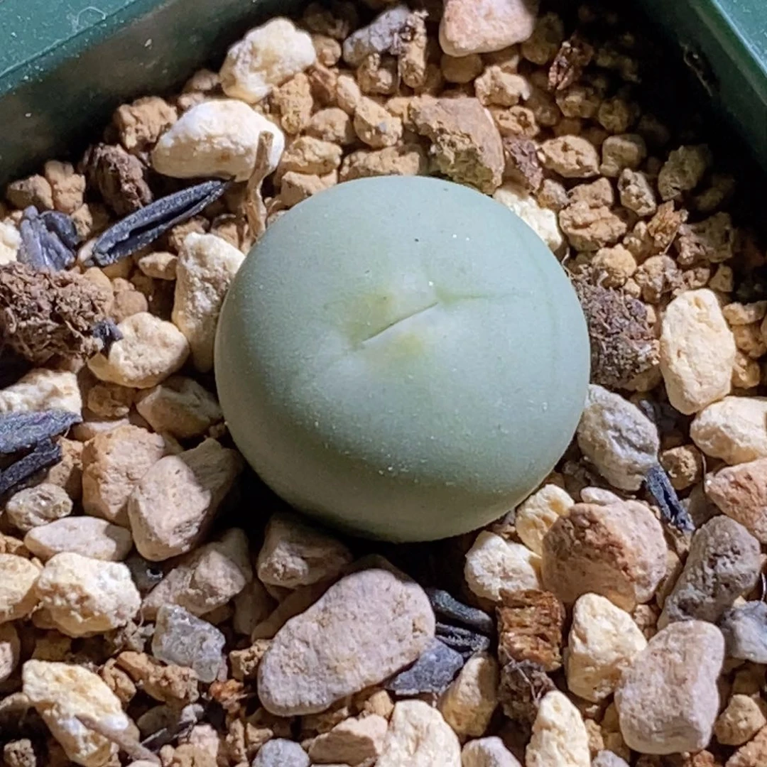 1243韩版433v嘴1243韩版433v嘴