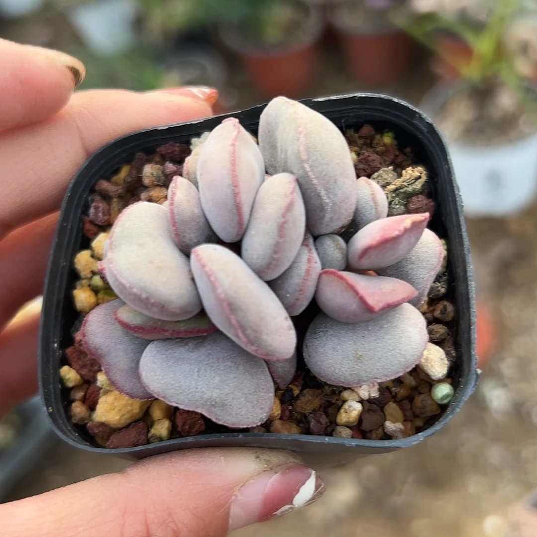 多肉植物红蛋水泡