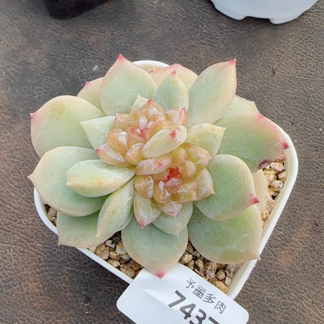 孤品，7437多肉植物