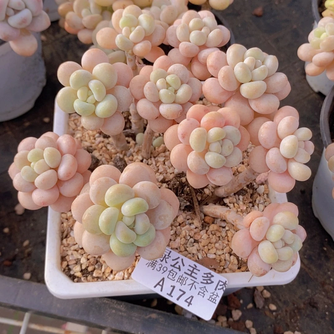洛可可老桩10cm174多肉植物