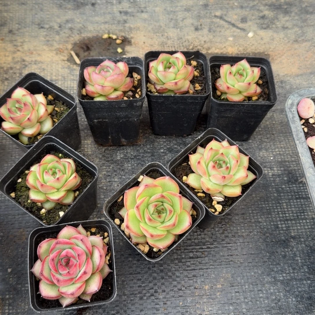 万宝龙东云杂交爱一颗量拍3-95