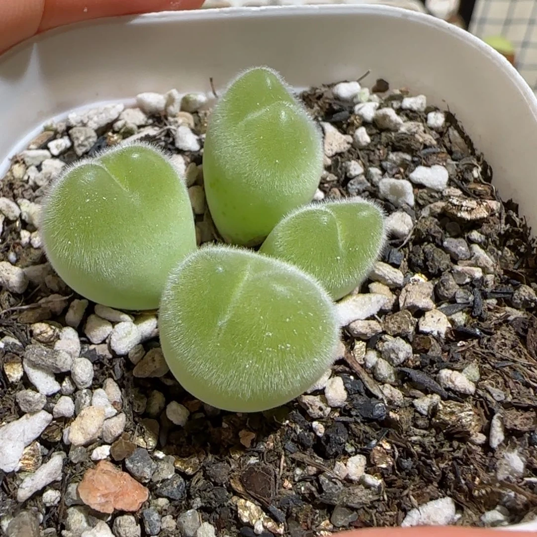 安***甜肉锥多肉植物组合-长毛翠滴1433