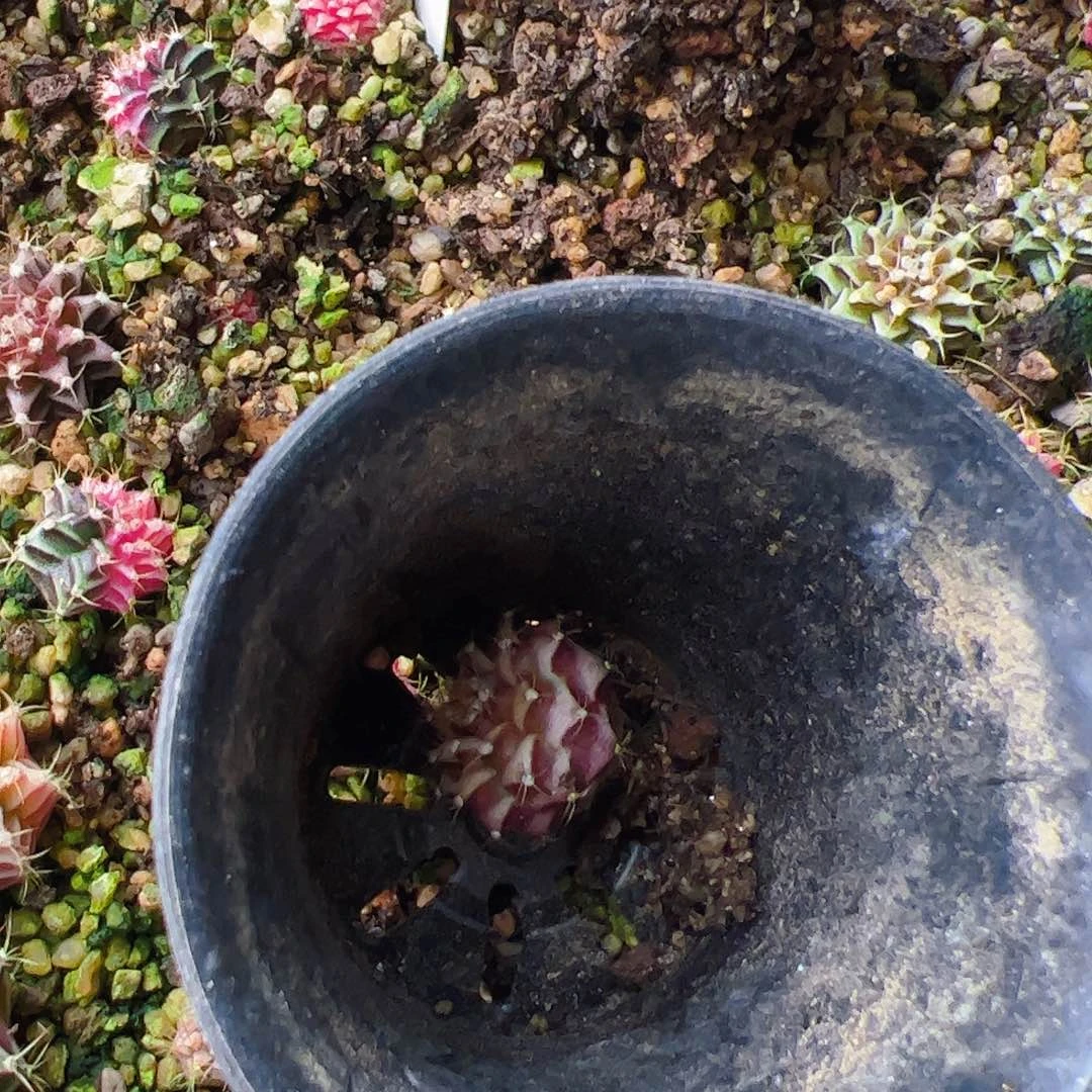 Y***迦当前无花栽培后可以开花478