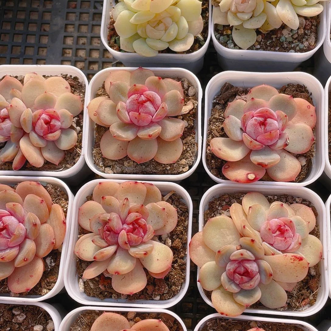 红恋盆一个满25包邮