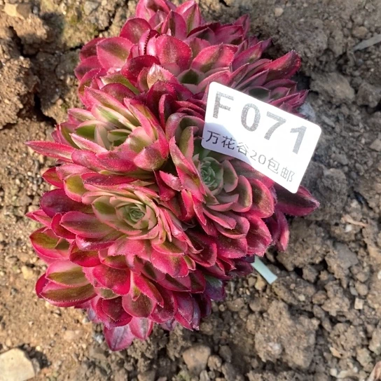 071倾城朵朵有瑕疵无售后多肉