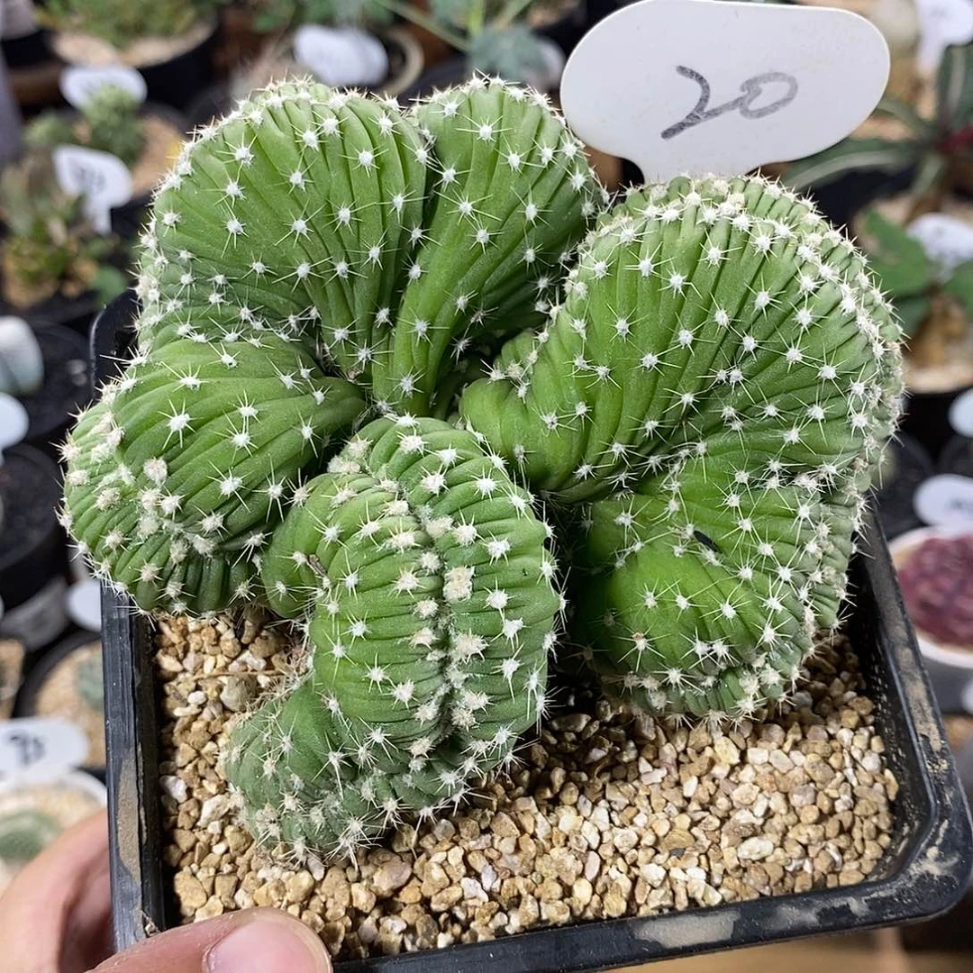 20号实生短毛丸缀化11cm