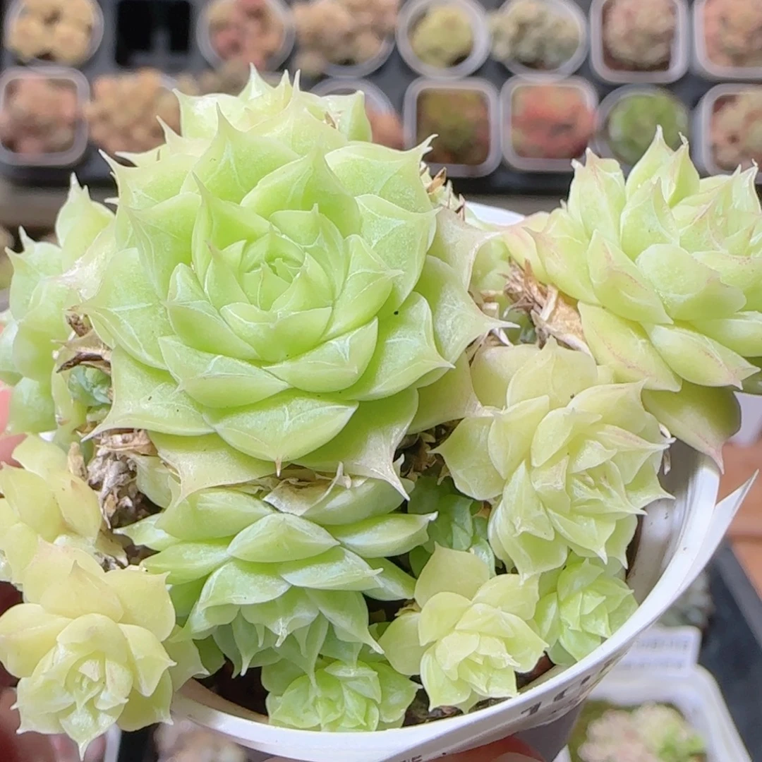 花语逸镜1024-33散