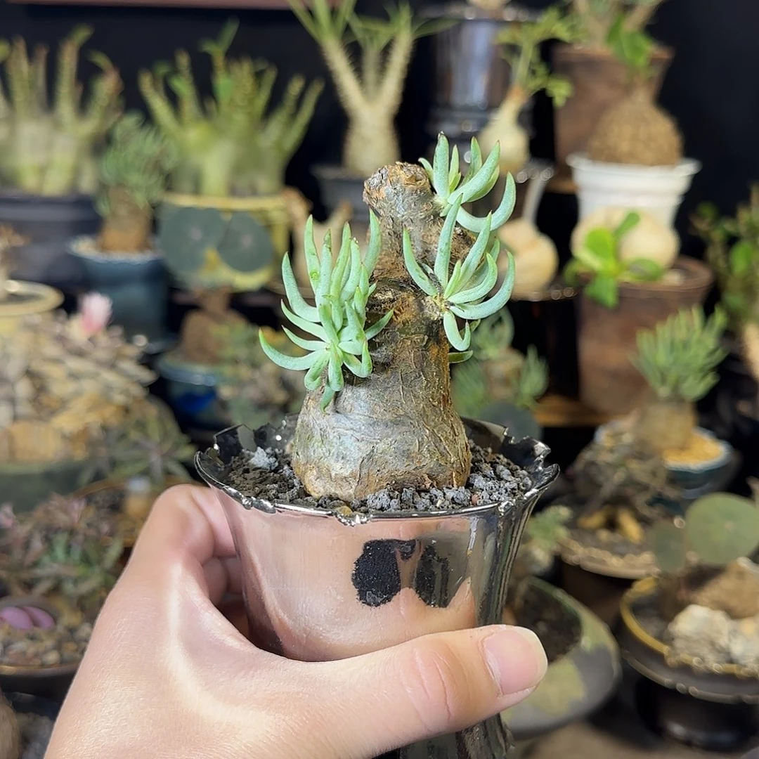 一物一拍白象奇峰锦28