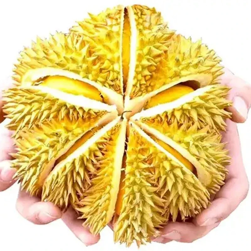 【不包售后，不开果】金枕榴莲 夹生果 19.9一斤 核小新鲜《拉萨同城小时达》能接受的拍金枕泰国