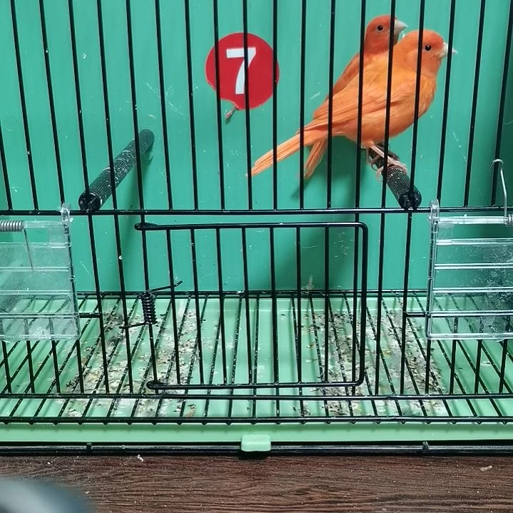 夜***龙虎皮鹦鹉辣椒一对