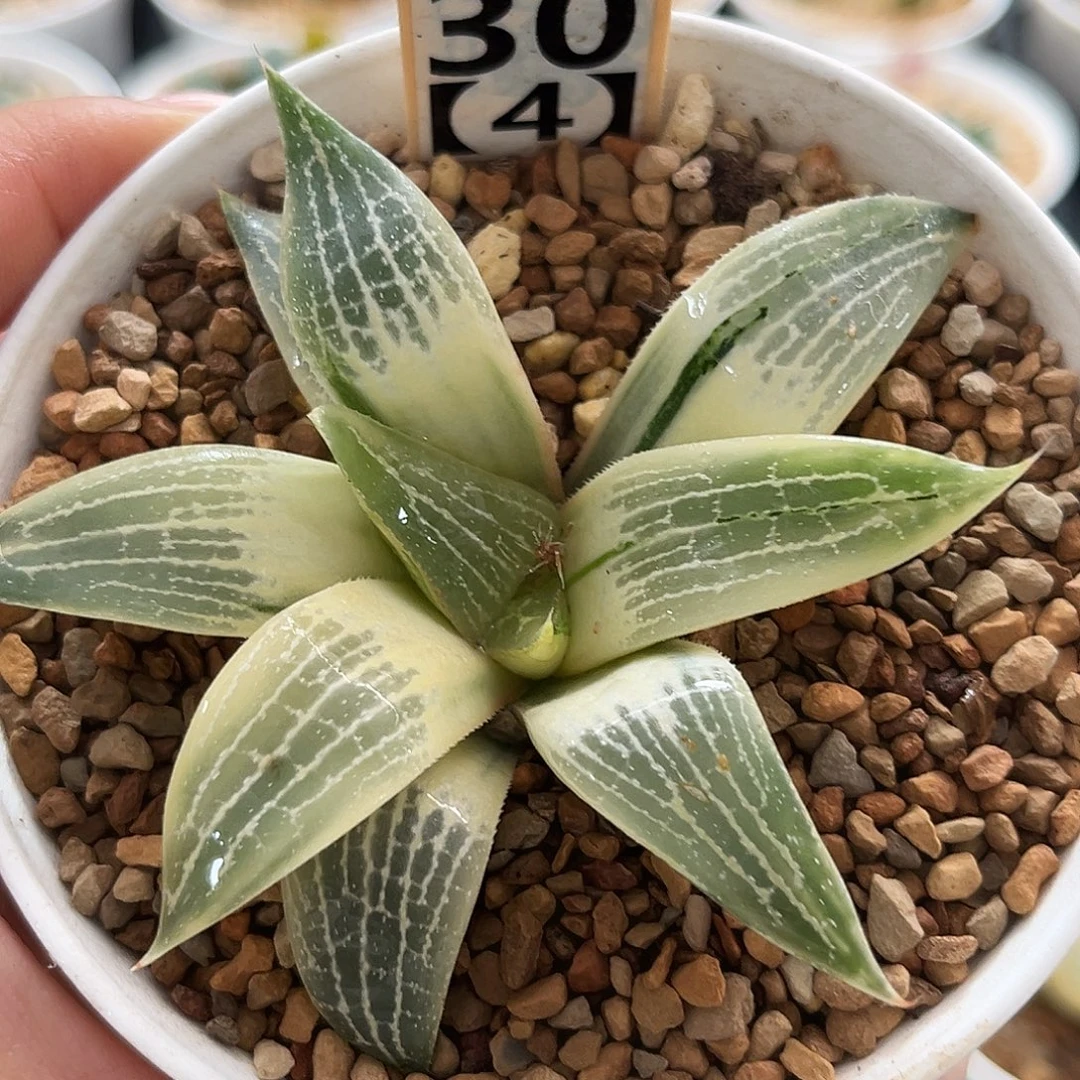 30-4糊斑实生寿锦福利