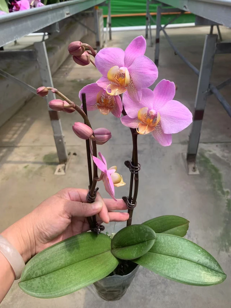 单双混出蒙博特蝴蝶兰，单颗带瑕疵