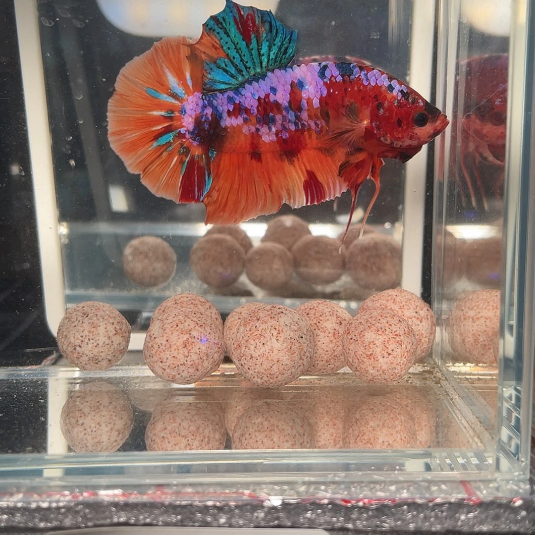 斗鱼12.15 巨斗将军  097