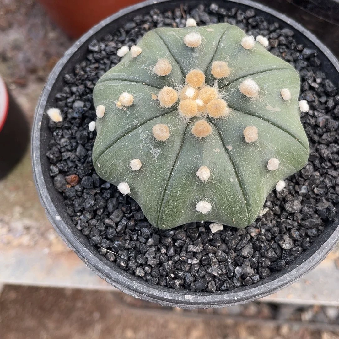 仙人球实生琉璃海星带盆