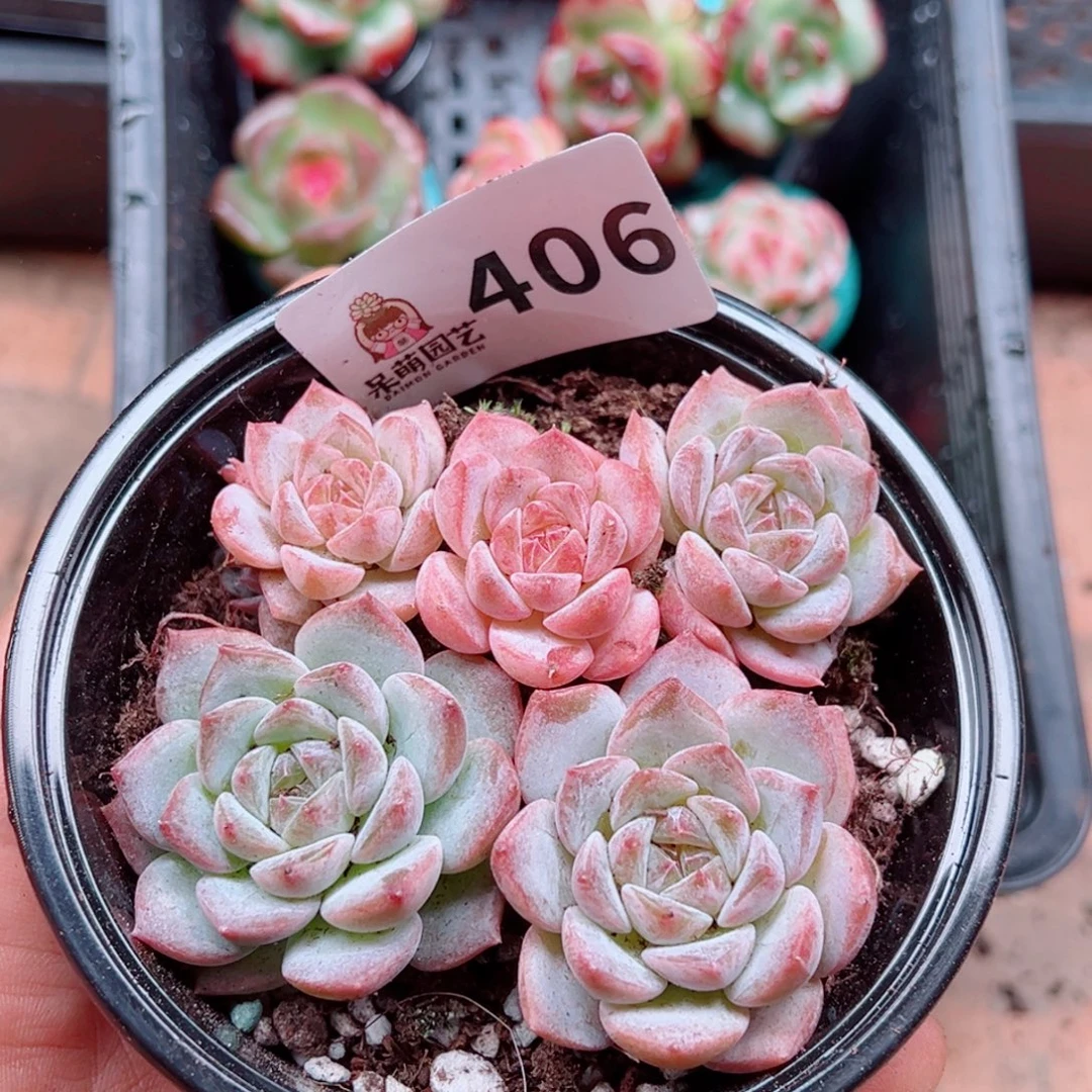 多肉植物多肉植物