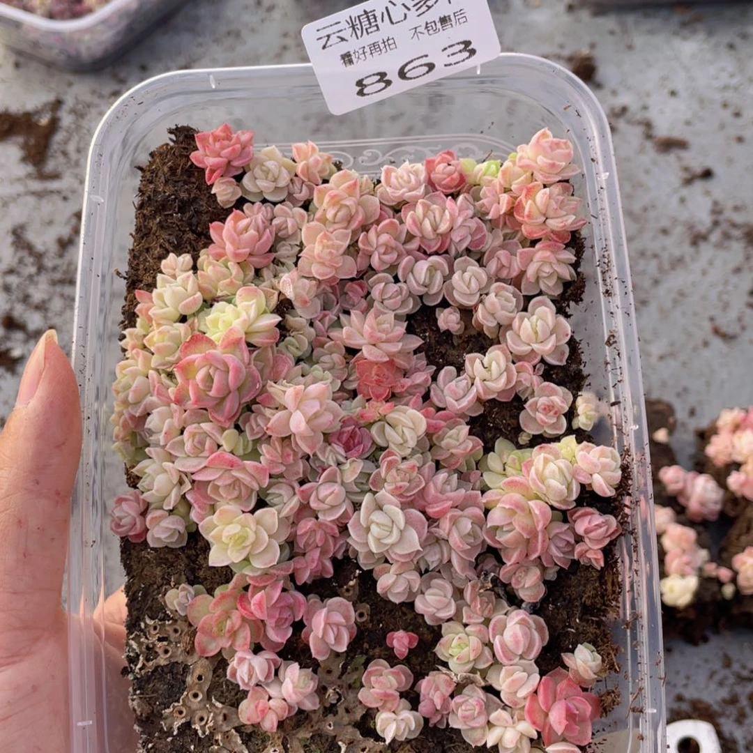 云糖心多肉植物863