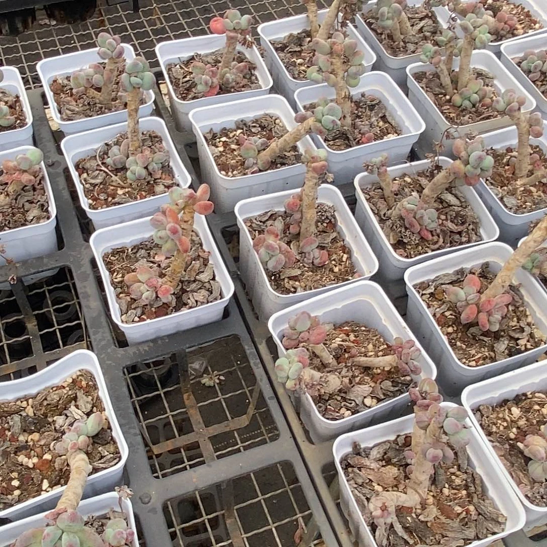 金汇园艺，团大苹果奶不售后