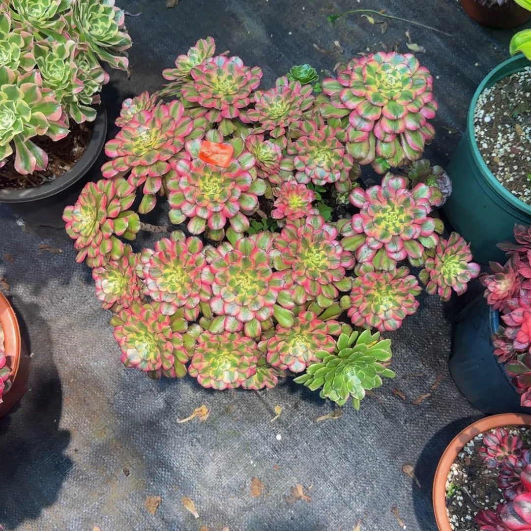 z***v659多肉法师锦1111