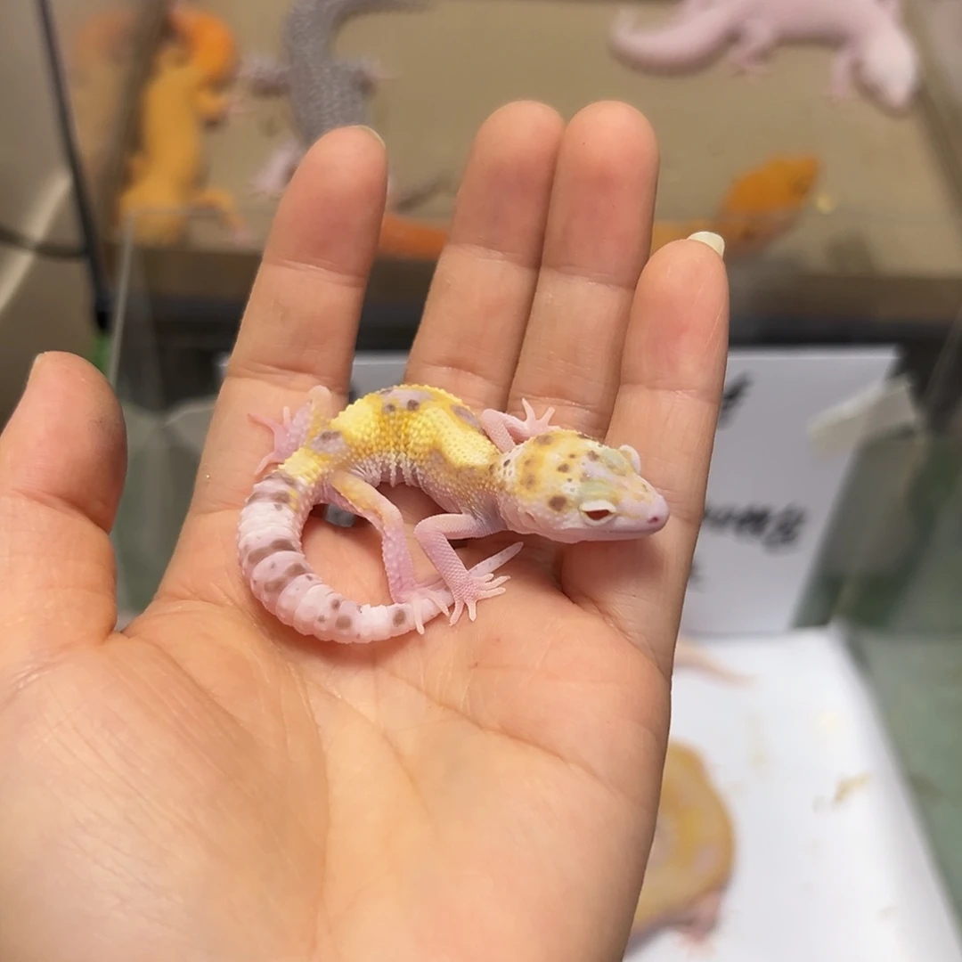 豹纹守宫豹纹守宫