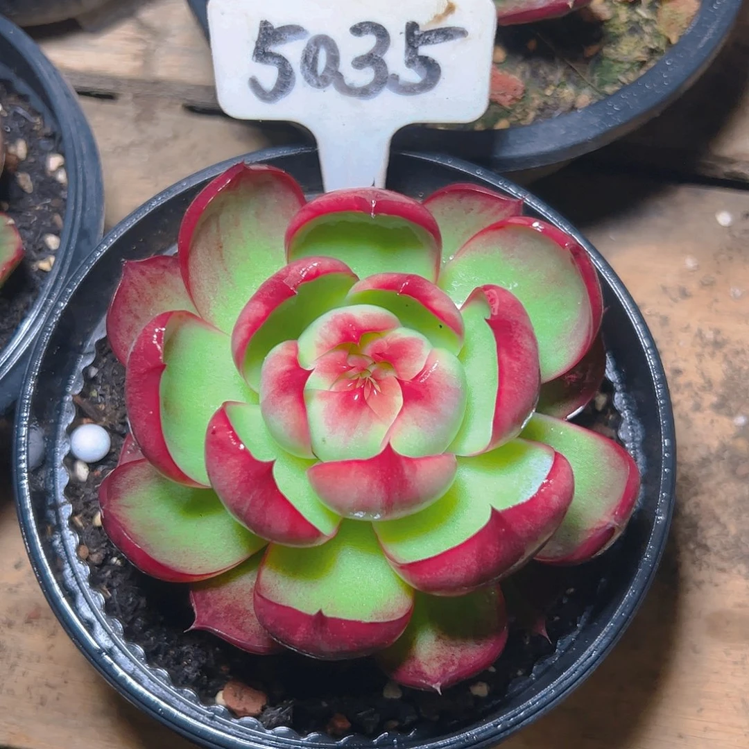 惊鸿仙子一物一拍5035号