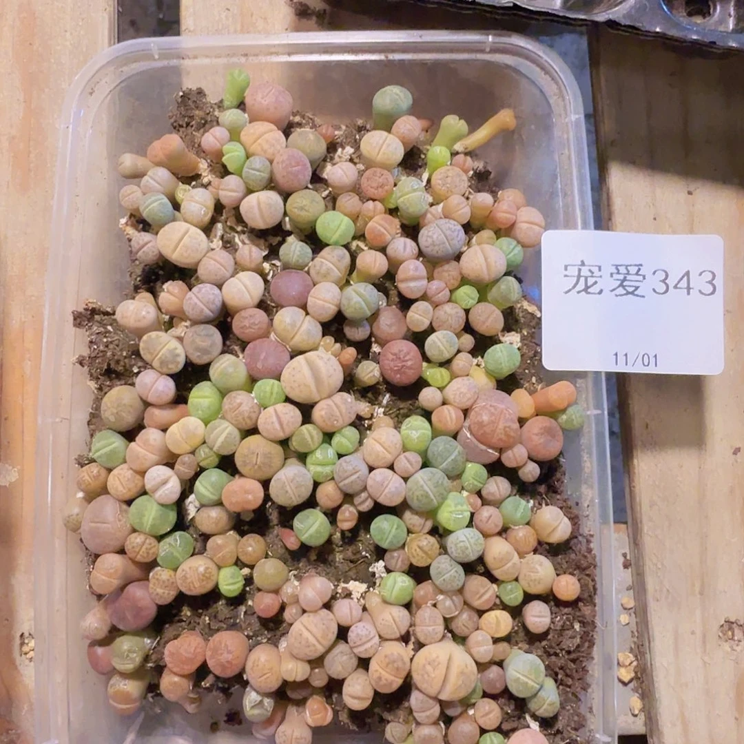 直播一物一拍福利343