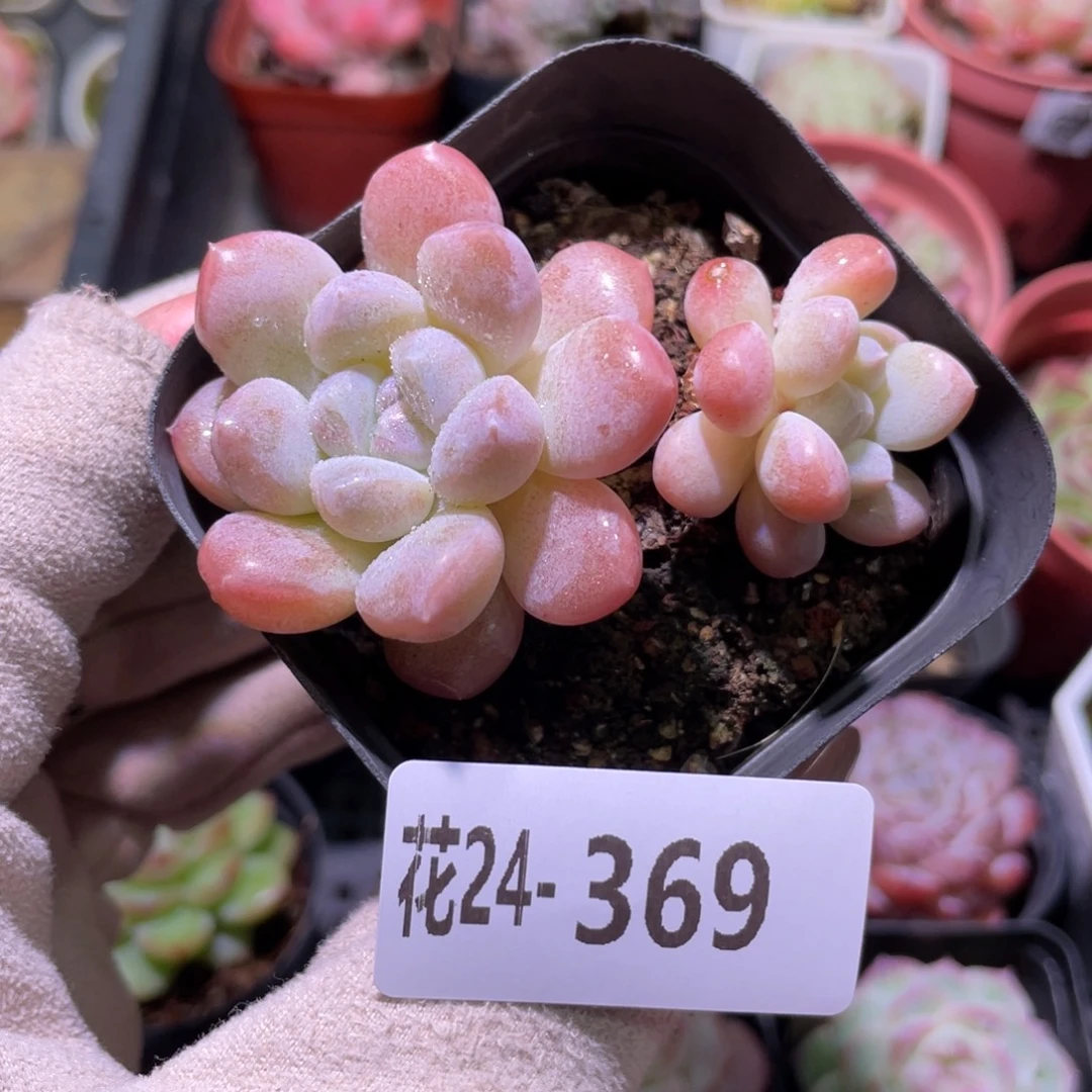 花利美24-369奶糖
