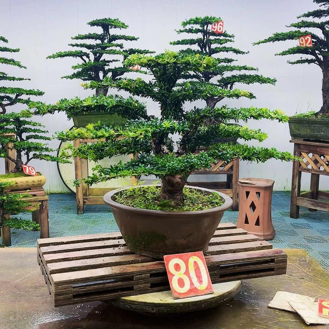 完全开放罗汉松盆景艺术