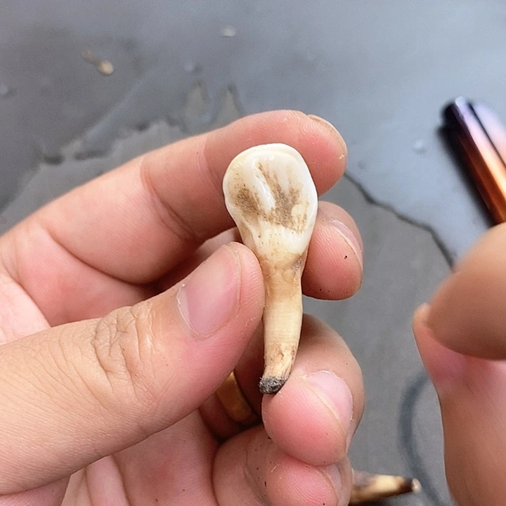 大果紫檀（缅甸花梨）414