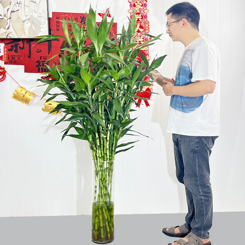 1米高大粗竹富贵竹水养水培观音竹室内净化空气大型绿植花卉水培