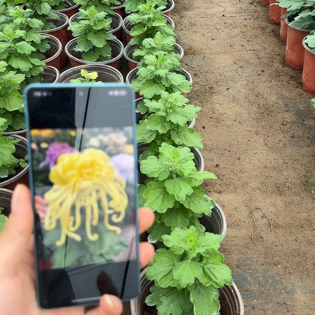 当前无花栽培后可以开花（分黄笑日）