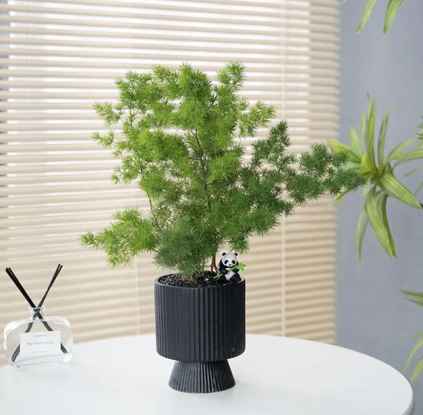 蓬莱松室内盆栽迎客松客厅花卉绿植招财永生蓬莱松小盆景四季常青