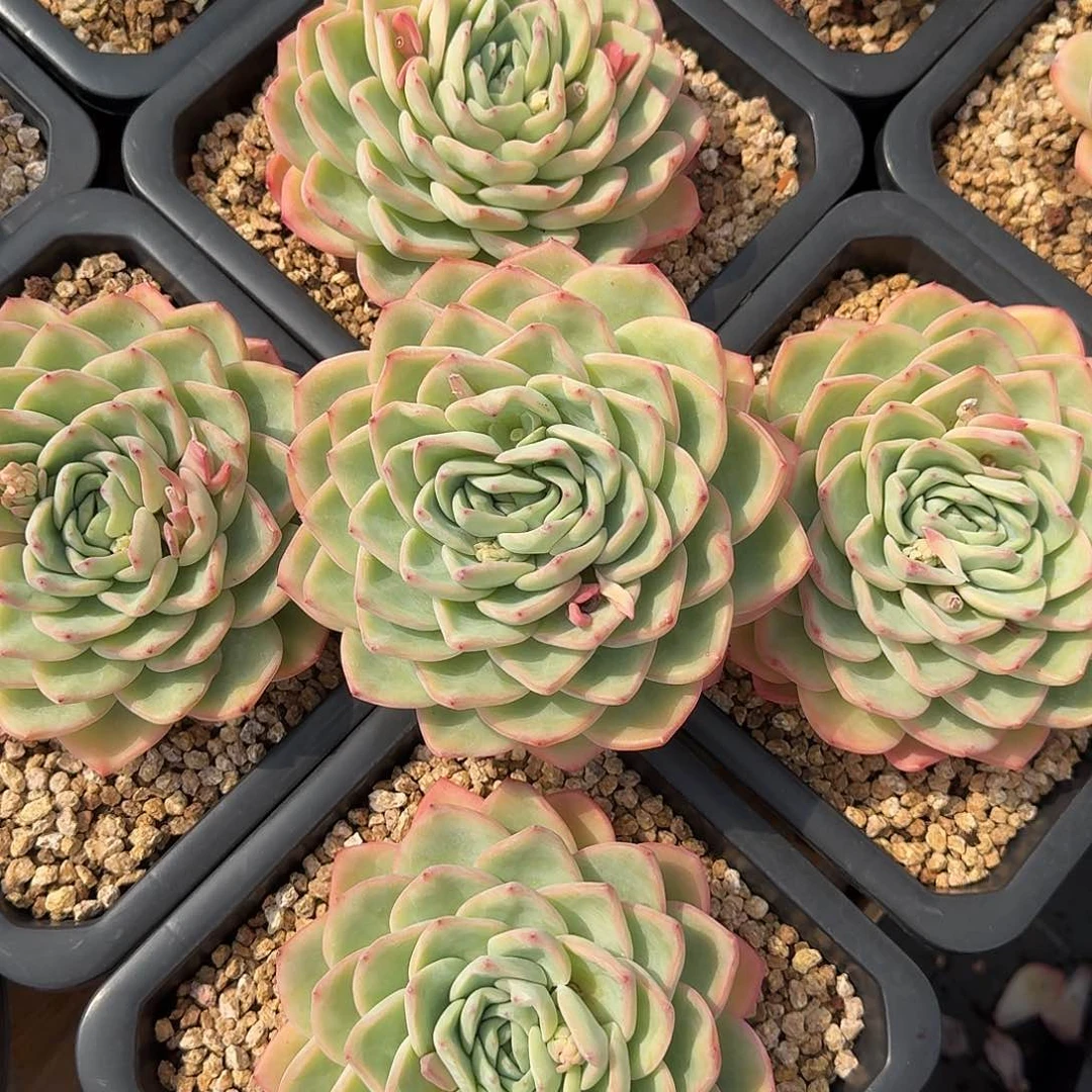 奶油泡芙多肉植物 0000000