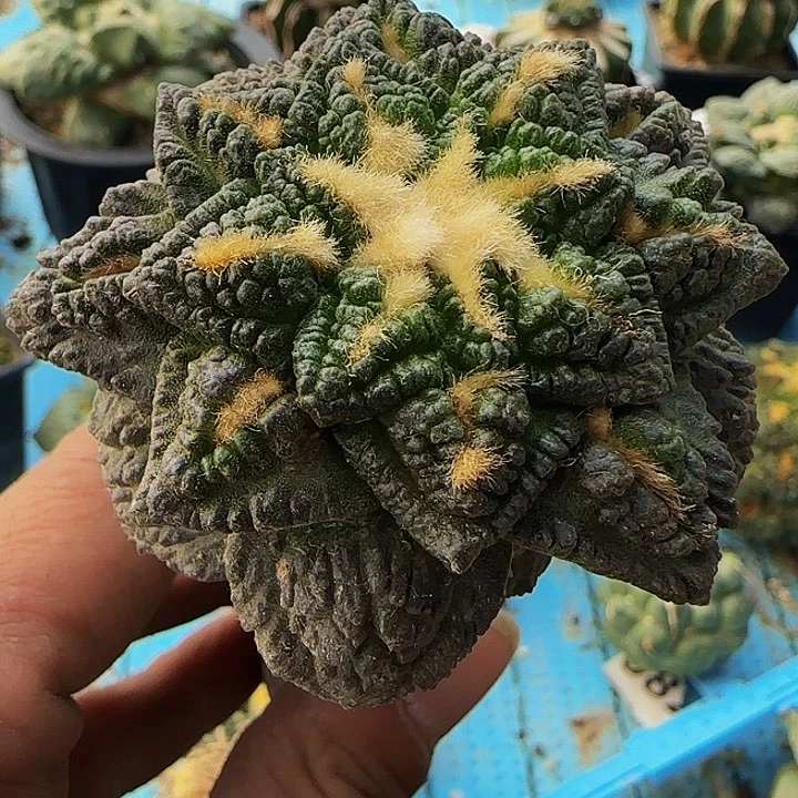 龟甲713仙人球开花