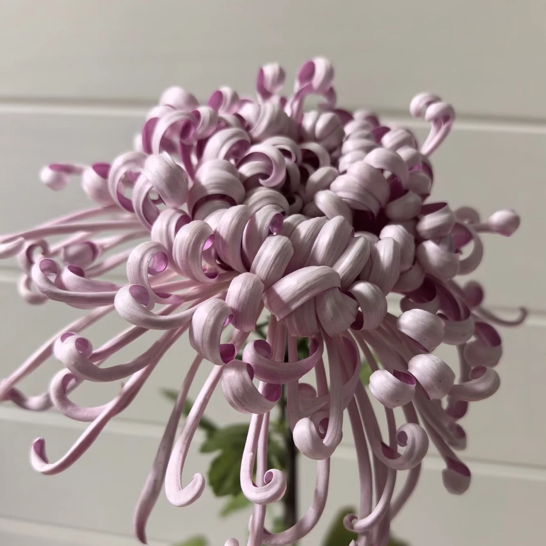 【紫龙卧雪】9月大菊多年生盆栽花卉绿植室内栽培