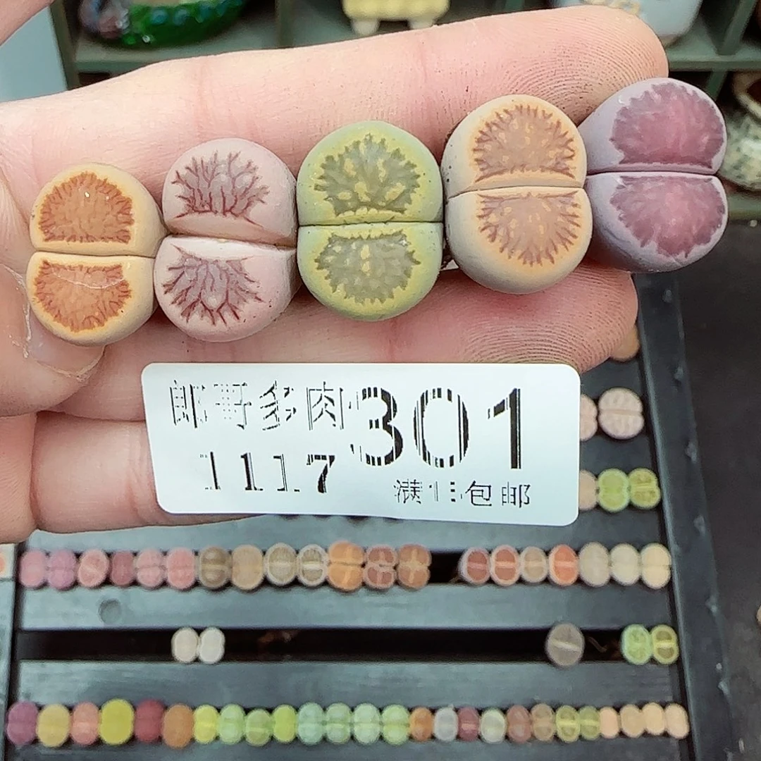 满满18包邮1117-301