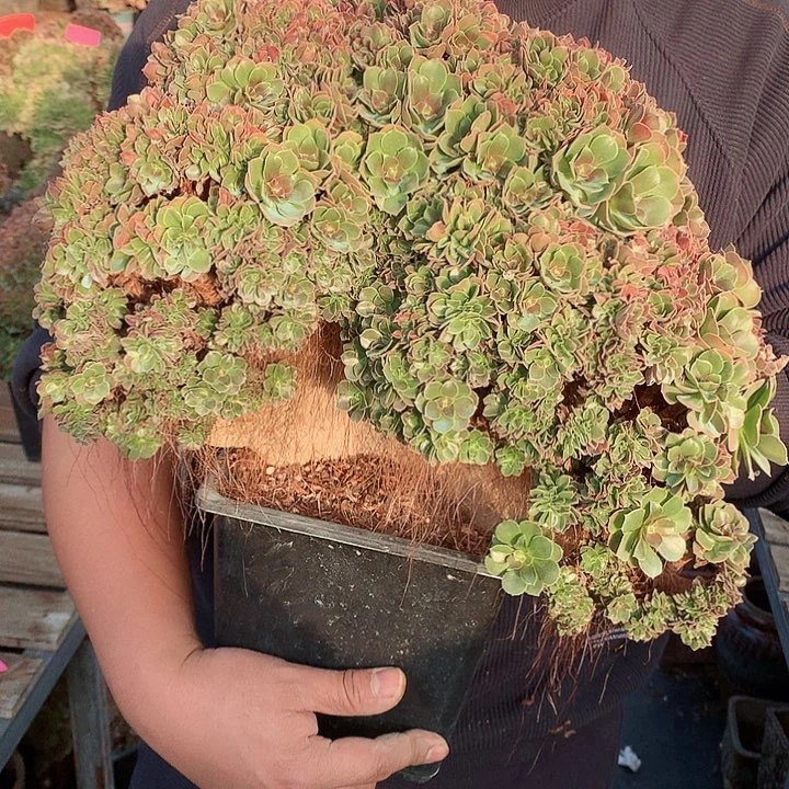 瑕疵玫瑰朵朵脱土发货