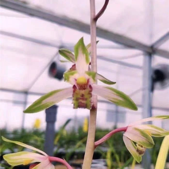 蕙兰花苗老种醉美人浓香花卉绿植盆栽高端名贵稀有室内