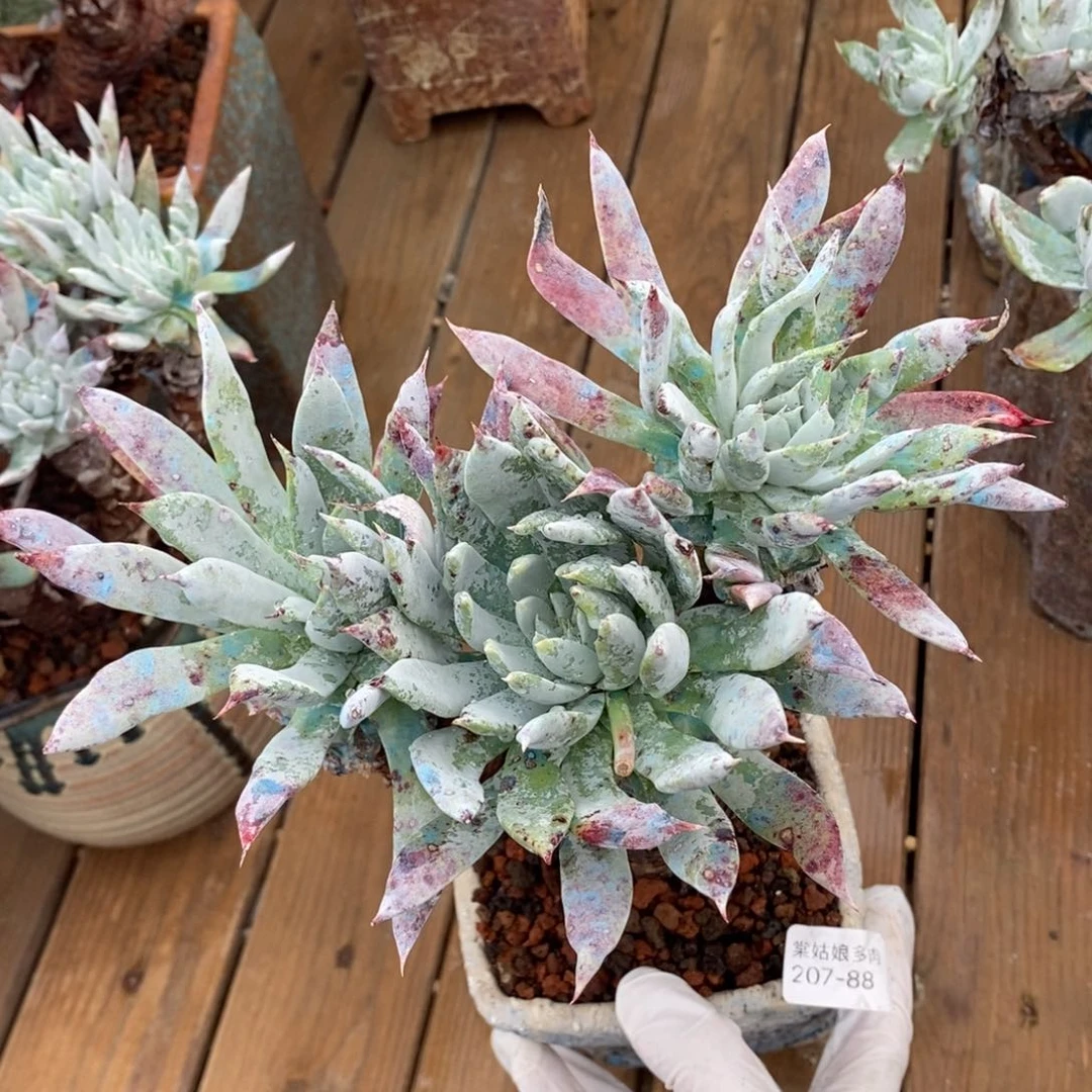 88号雪花粗腿子瑕疵瑕疵