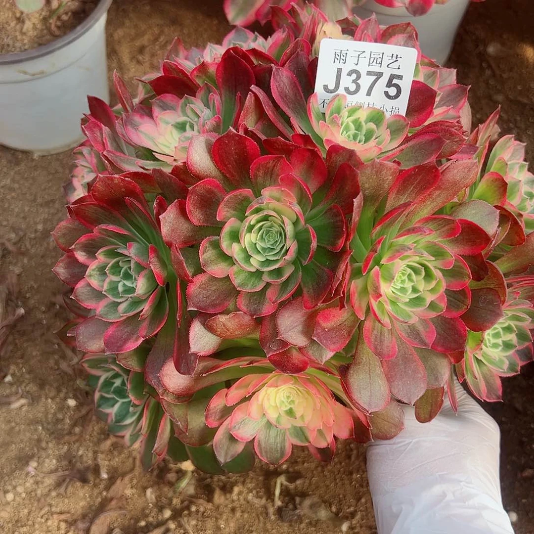 375海王尺寸28左右