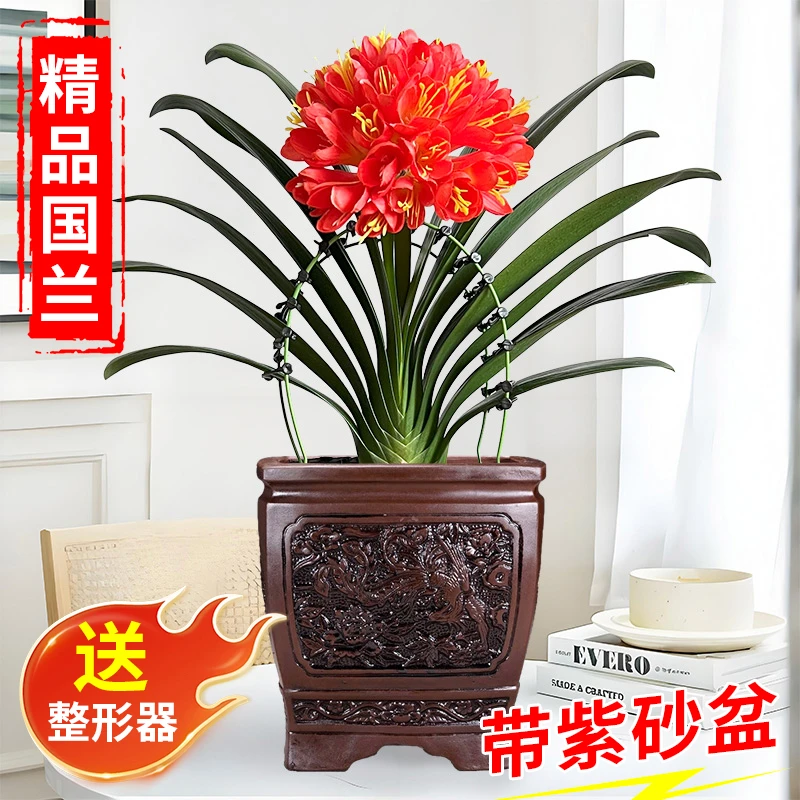 【带紫砂盆 5年精品君子兰】高档室内花卉兰花盆栽当年开花四季常青