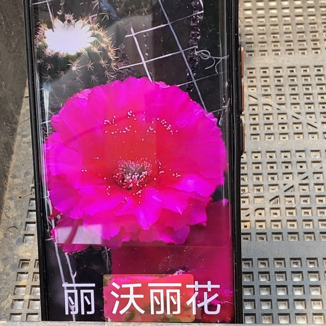 丽 沃丽花/侧芽歪20包邮/5公分
